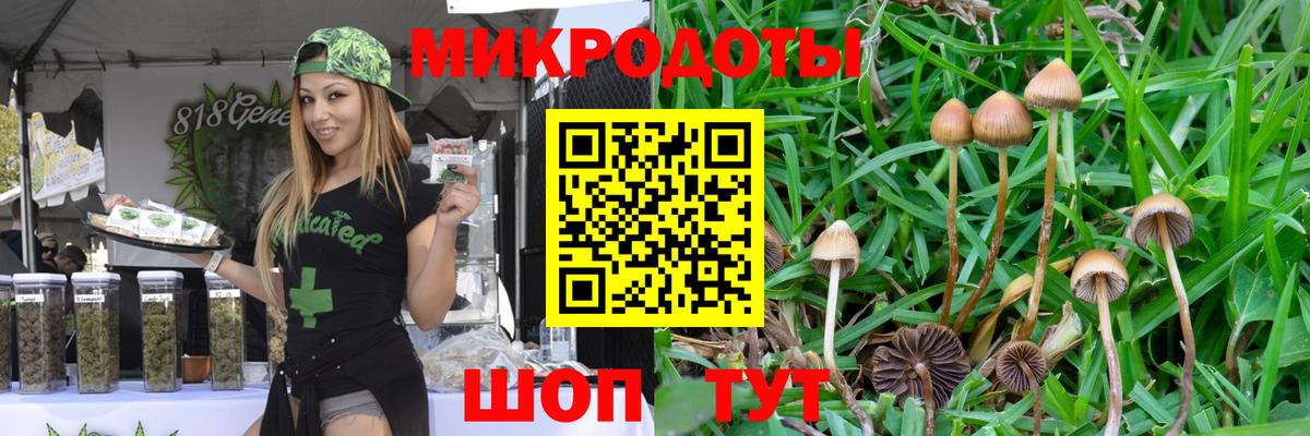 Псилоцибиновые грибы Psilocybe Шебекино